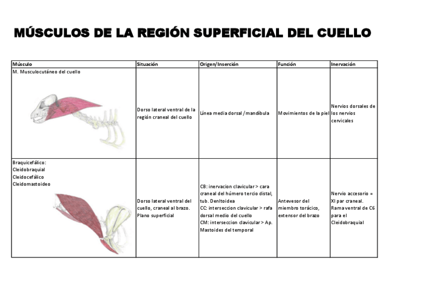 Miniatura del documento TABLA-MUSCULOS-CUELLO.pdf