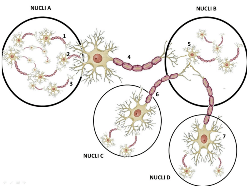 Miniatura del documento Practica NTs.pdf