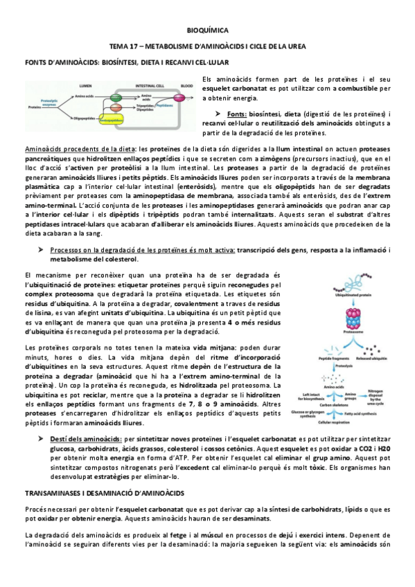 Miniatura del documento BIOQUIMICA-APUNTES-TEMA-17.pdf