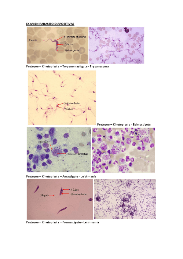 Miniatura del documento REPASO-DIAPOS.pdf