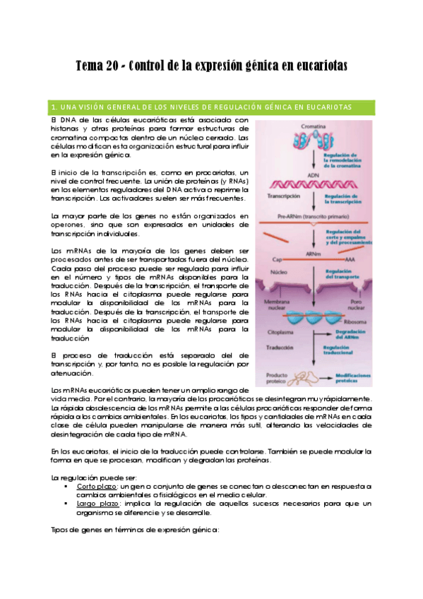 Miniatura del documento Tema-20-Control-de-la-expresion-genica-en-eucariotas.pdf