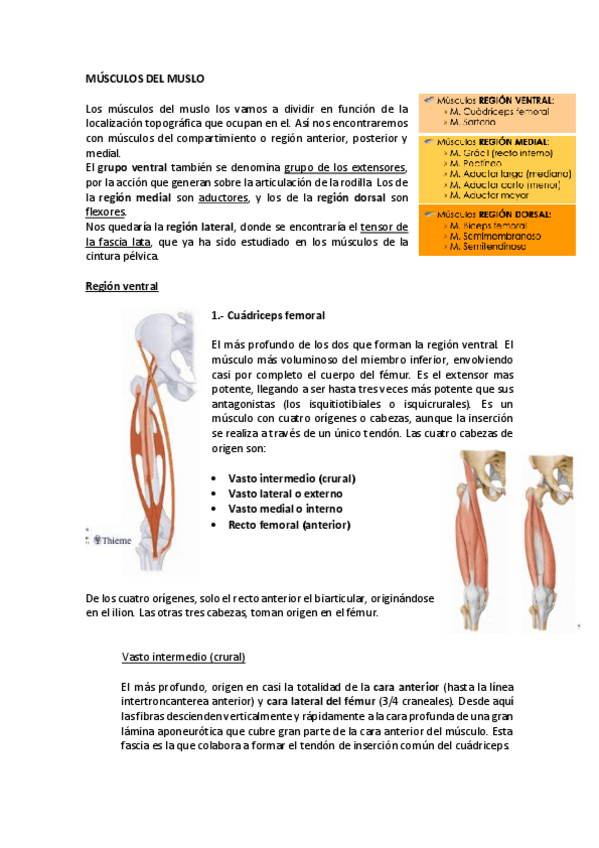 Miniatura del documento MUSCULOS-DEL-MUSLO-RESUMEN.pdf