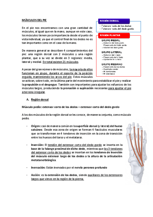 Miniatura del documento MUSCULOS-DEL-PIE-RESUMEN.pdf