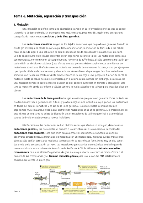 Miniatura del documento Tema-6-Mutacion-reparacion-y-transposicion.pdf