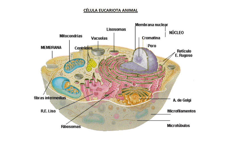Miniatura del documento Esquema-celula-eucariota-animal.jpg