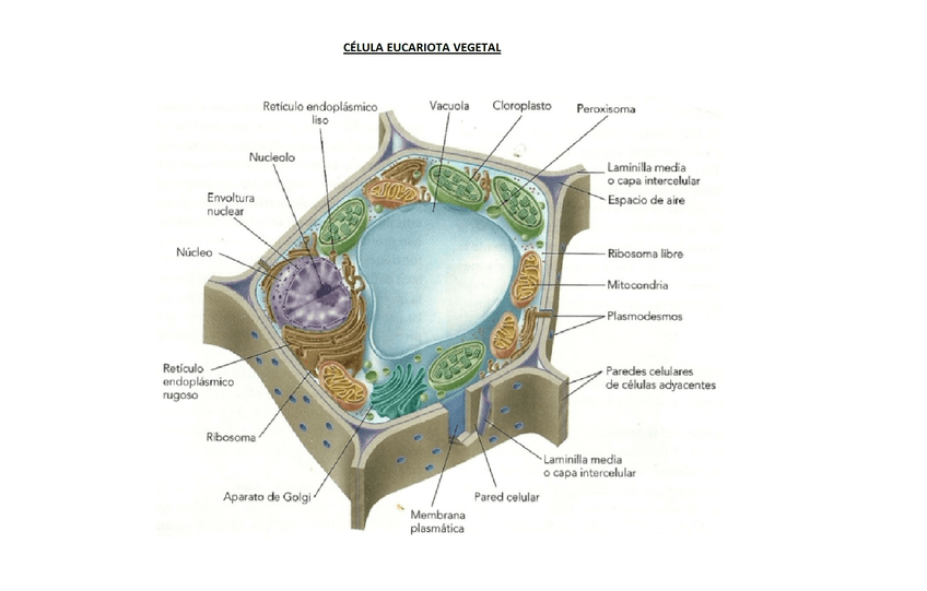 Miniatura del documento Esquema-celula-eucariota-vegetal.jpg