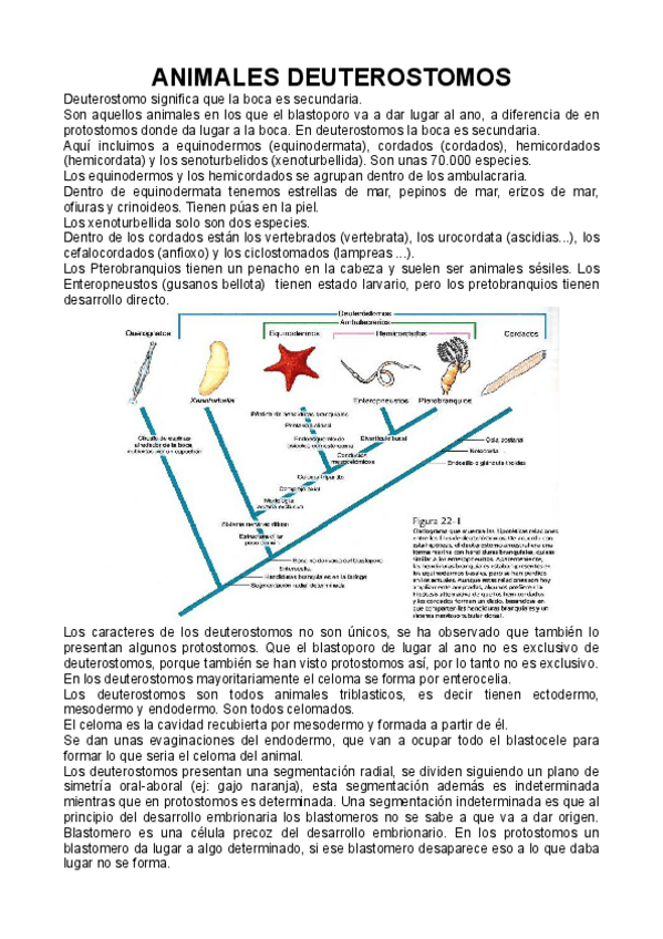 Miniatura del documento deuterostomos-equinodermata-zoologia-1o-biologia-uam.pdf