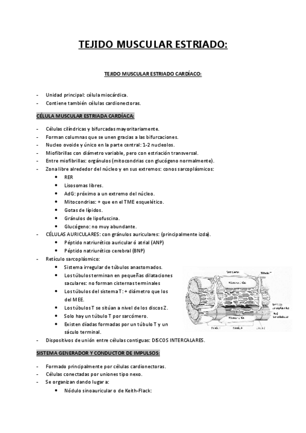 Miniatura del documento TEJIDO-MUSCULAR-ESTRIADO.pdf