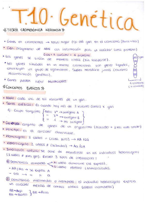 Miniatura del documento Tema-10-Genetica.pdf