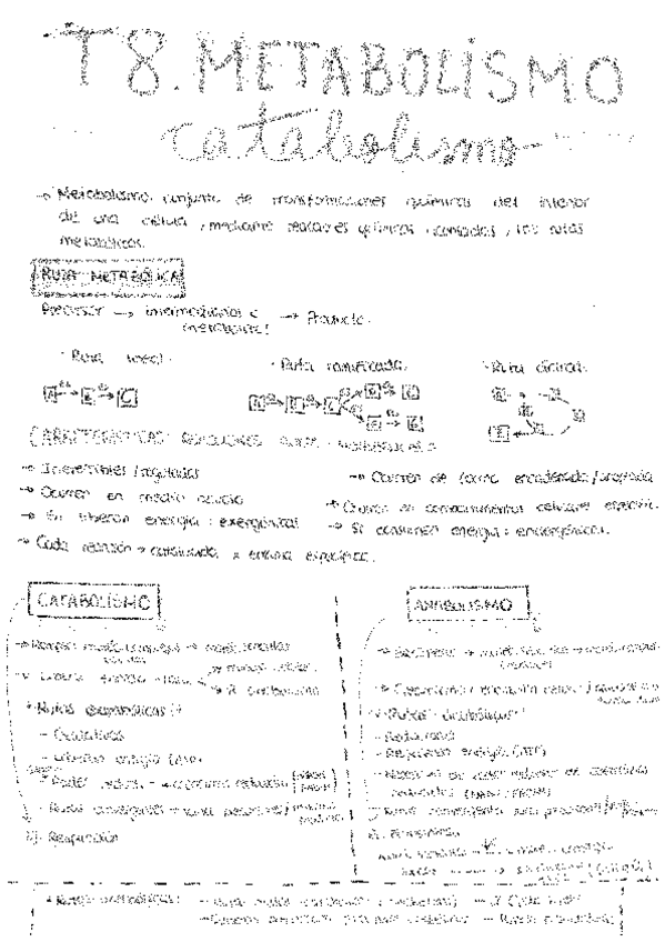 Miniatura del documento Tema-8-Metabolismo-catabolismo.pdf