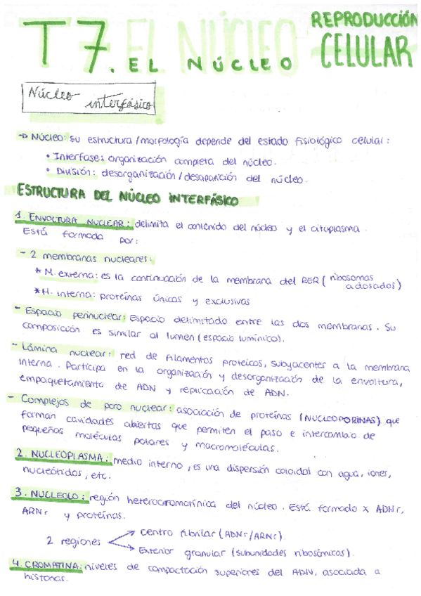 Miniatura del documento Tema-7-El-nucleo-reproduccion-celular.pdf