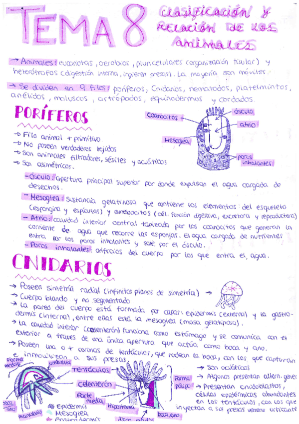 Miniatura del documento Tema-8-Clasificacion-y-relacion-de-los-animales.pdf