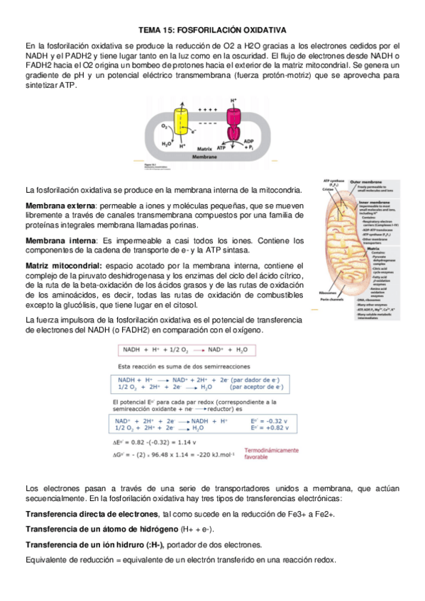 Miniatura del documento tema-15-bioquimica.pdf
