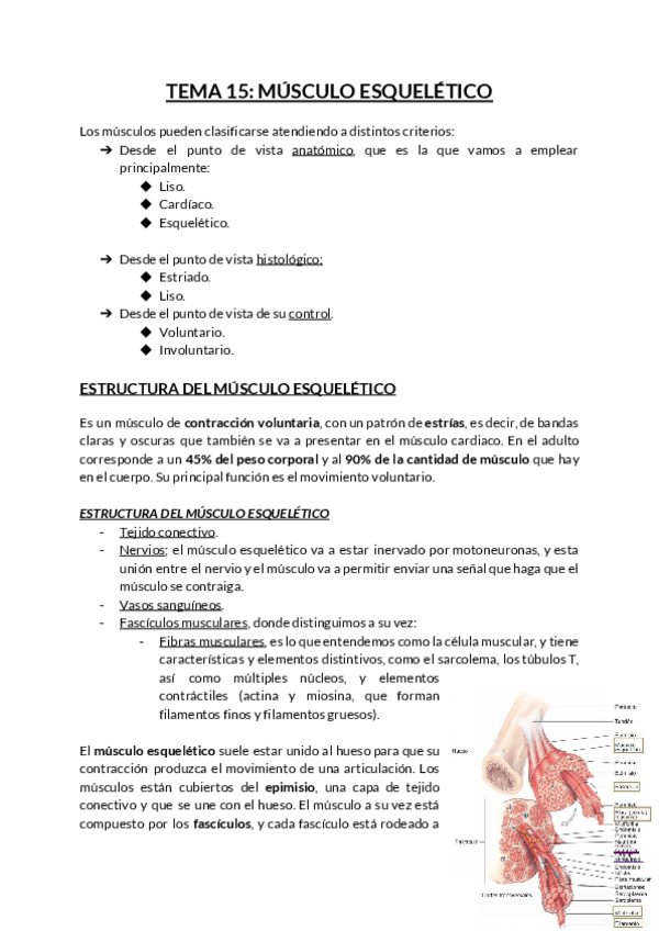 Miniatura del documento TEMA-15-MUSCULO-ESQUELETICO-1.pdf