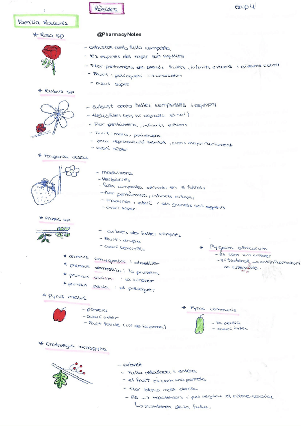 Miniatura del documento Grup 4 Ròsides.pdf