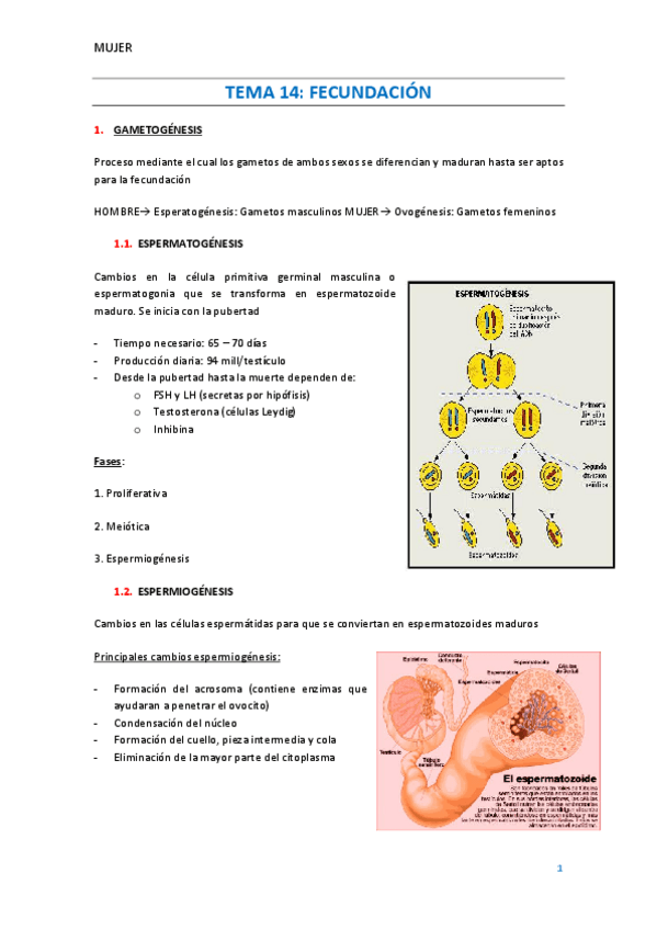 Miniatura del documento TEMA-14-Fecundacion.pdf