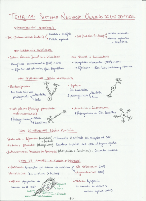 Miniatura del documento Temas 11 y 12.pdf