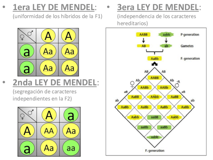 Miniatura del documento Resumen-leyes-de-Mendel.pdf
