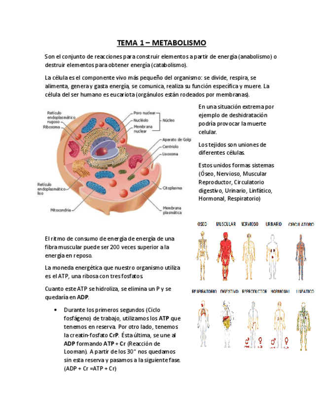 Miniatura del documento TEMA-1-METABOLISMO.pdf