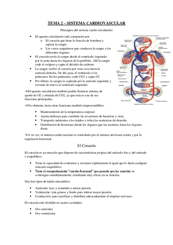 Miniatura del documento Tema-2-Sistema-Cardiovascular.pdf