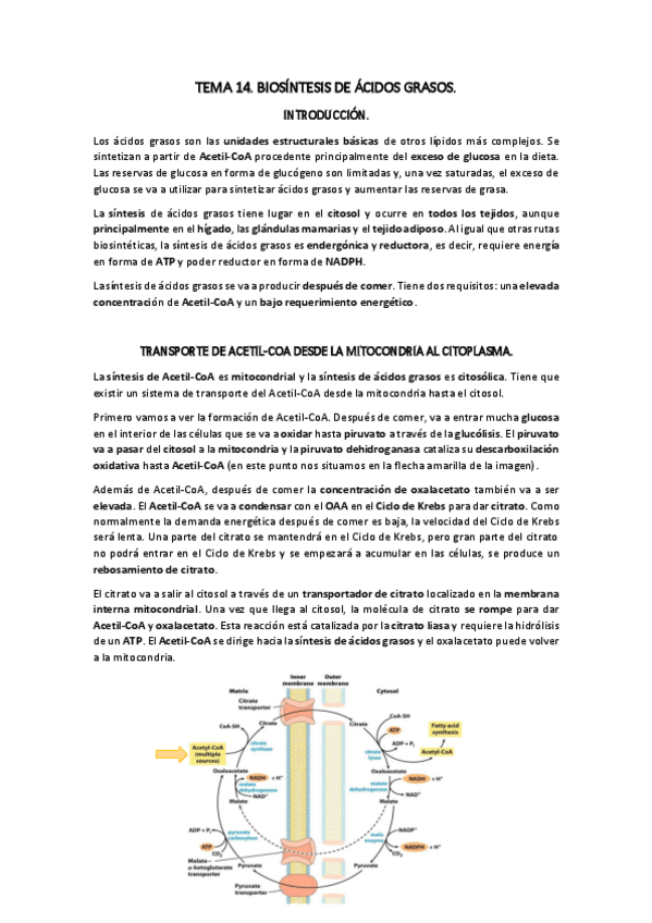 Miniatura del documento TEMA-14.pdf