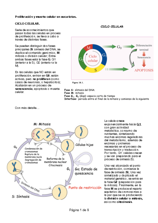 Miniatura del documento Proliferacion-y-apoptosis-celular.pdf