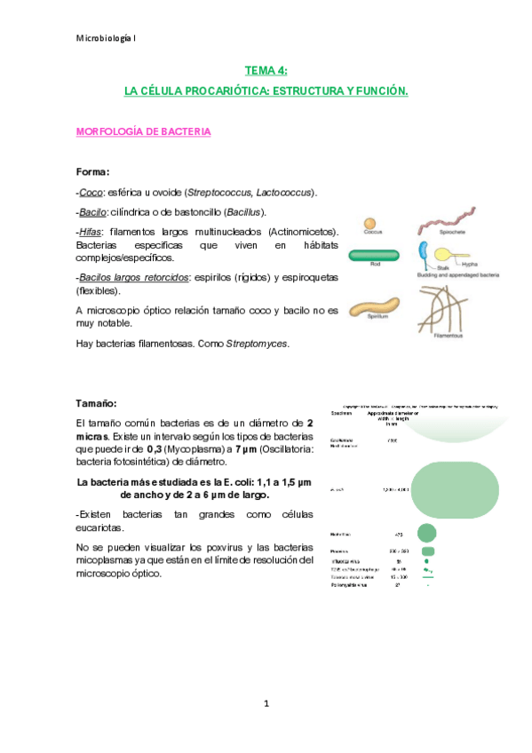 Miniatura del documento TEMA-4-apuntes.pdf