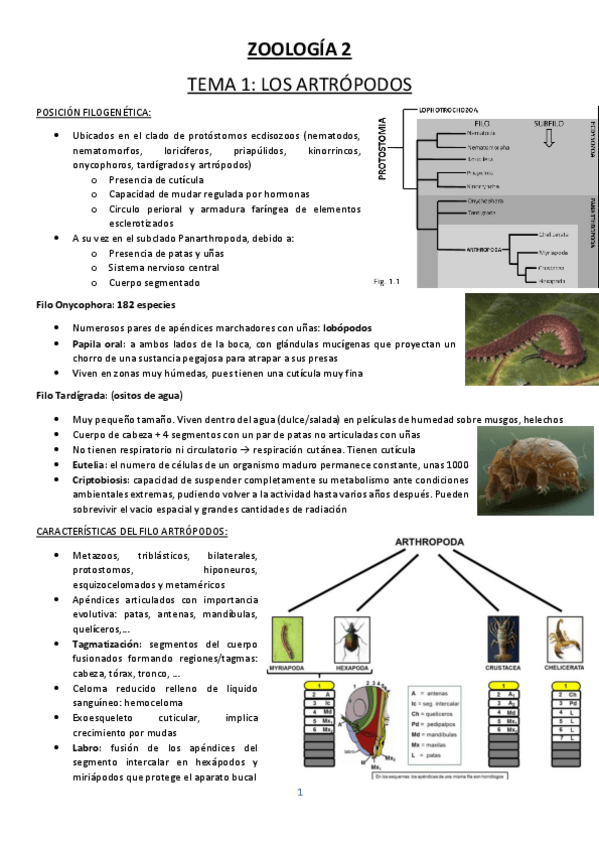 Miniatura del documento ZOOLOGIA-2.pdf