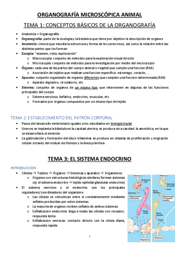 Miniatura del documento ORGANOGRAFIA.pdf