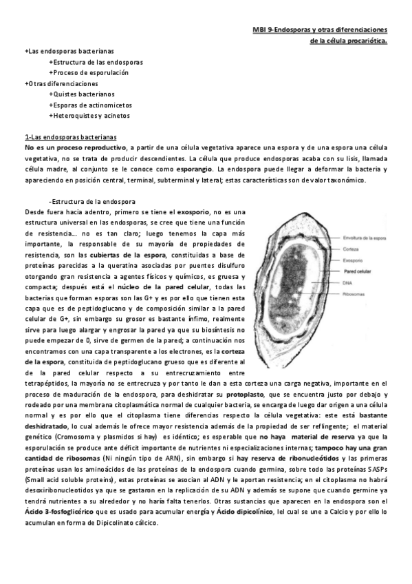 Miniatura del documento Tema 9- Endosporas y otras diferenciaciones.pdf