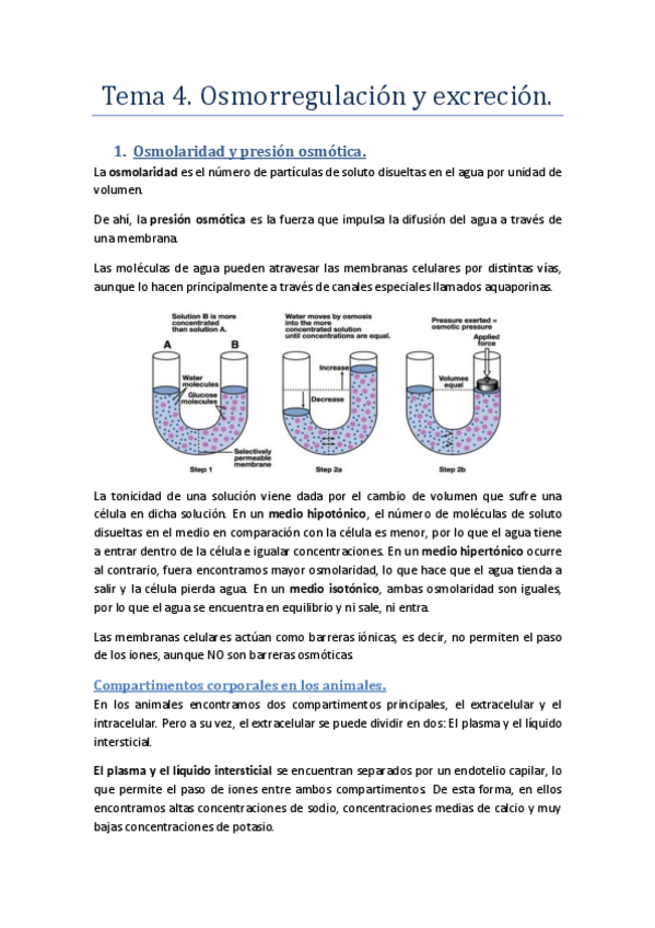 Miniatura del documento Tema 4. Osmorregulación y excreción. (I).pdf