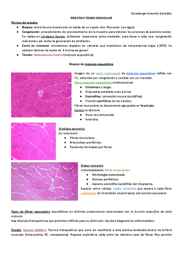 Miniatura del documento PRACTICA-5-TEJIDO-MUSCULAR.pdf