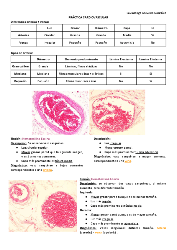 Miniatura del documento PRACTICA-6-CARDIOVASCULAR.pdf