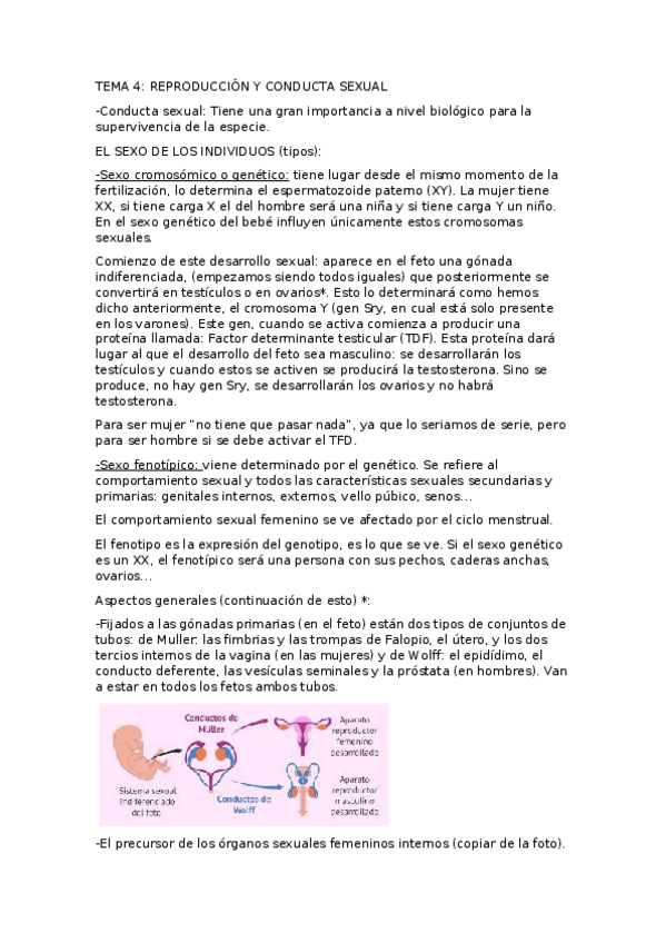 Miniatura del documento TEMA-4.docx