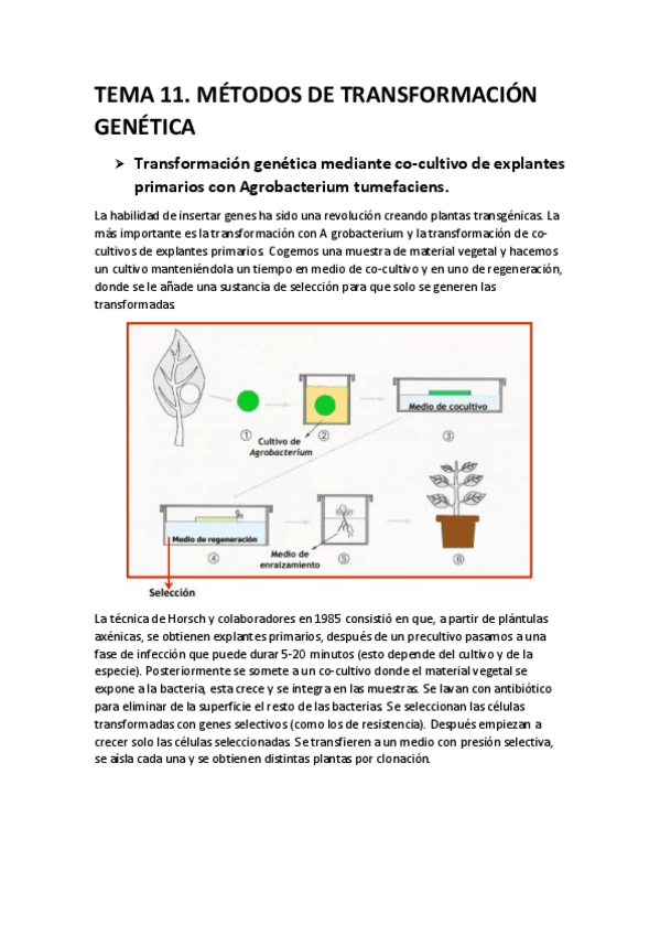 Miniatura del documento tema-11-bioteg-veg.pdf