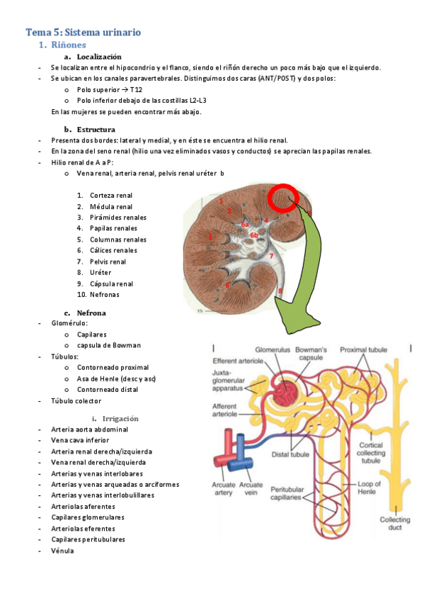 Miniatura del documento Ssitema-urinario.pdf