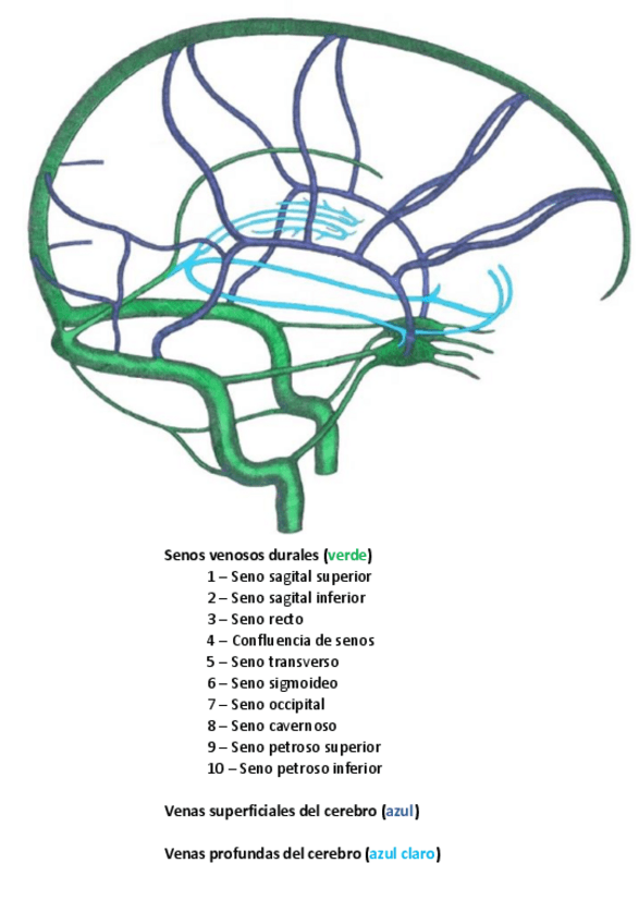 Miniatura del documento Ssitema-vascular.pdf