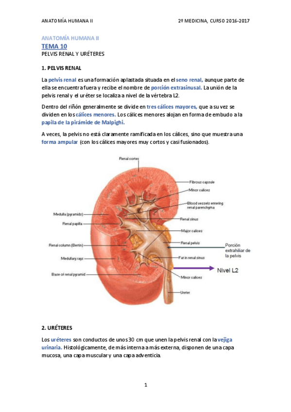 Miniatura del documento TEMA 10 - PELVIS RENAL Y URÉTERES.pdf