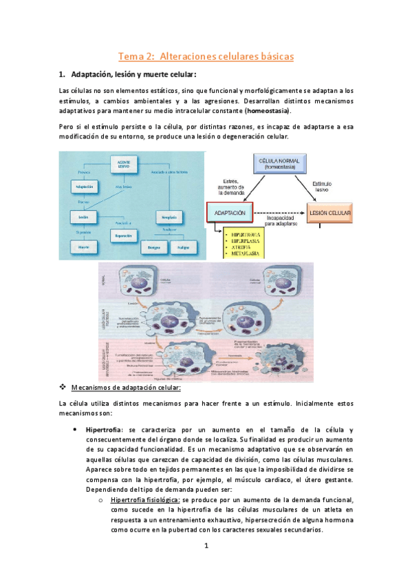 Miniatura del documento Tema-2-Alteraciones-celulare-basicas.pdf