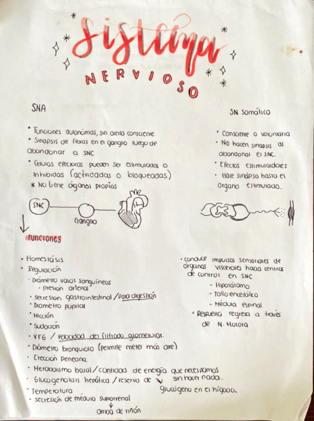 Miniatura del documento Repaso-sistema-nervioso.pdf