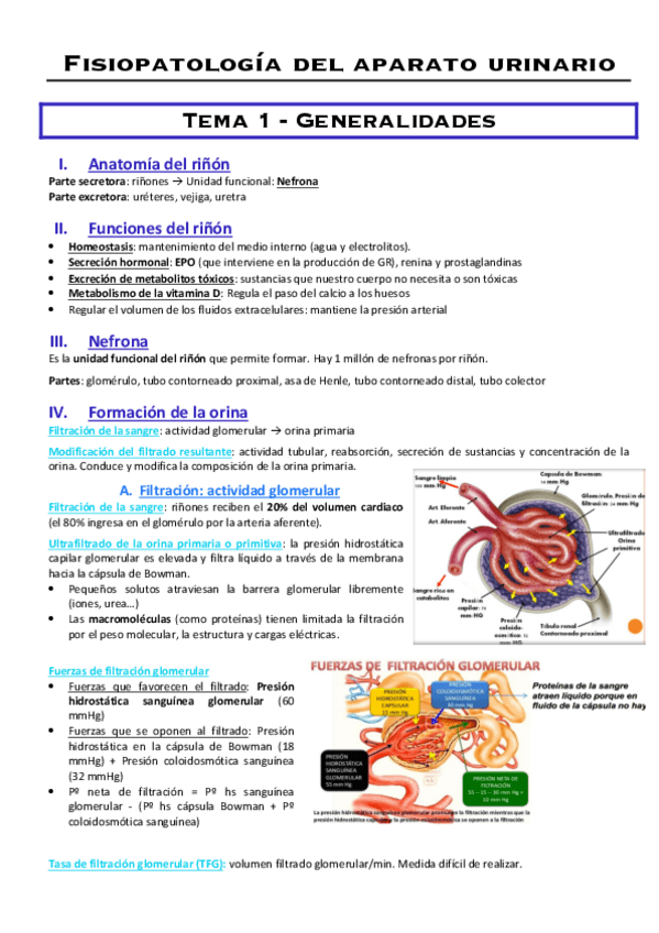 Miniatura del documento Fisiopatologia-del-aparato-urinario.pdf