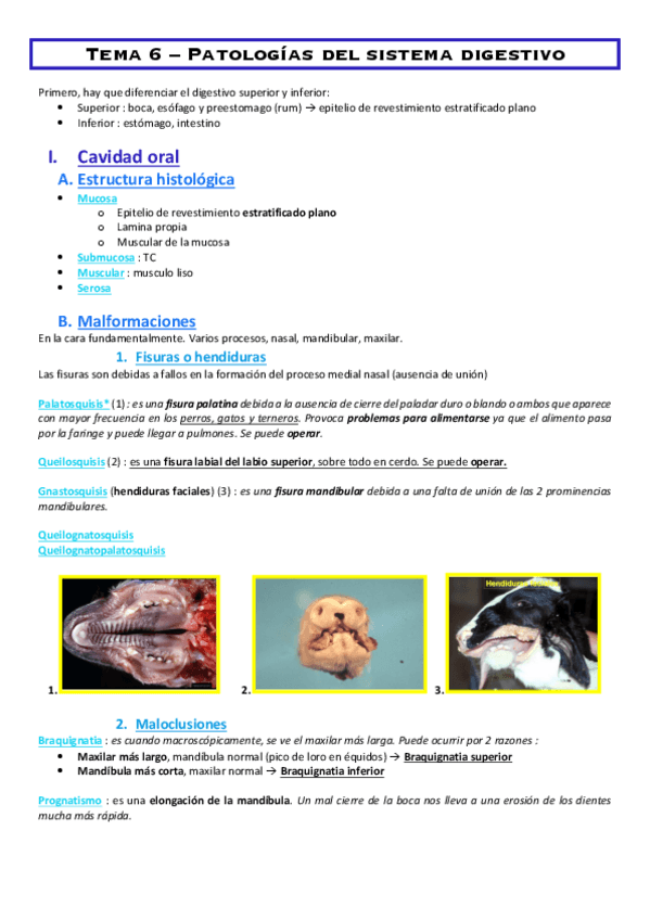 Miniatura del documento Tema-6-Patologias-del-sistema-digestivo.pdf
