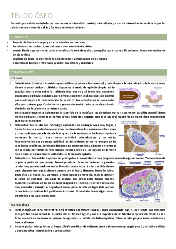 Miniatura del documento 5. TEJIDO ÓSEO.pdf