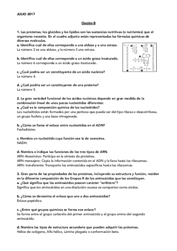 Miniatura del documento Opción B