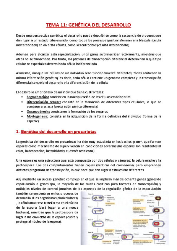 Miniatura del documento TEMA-11-Genetica.pdf