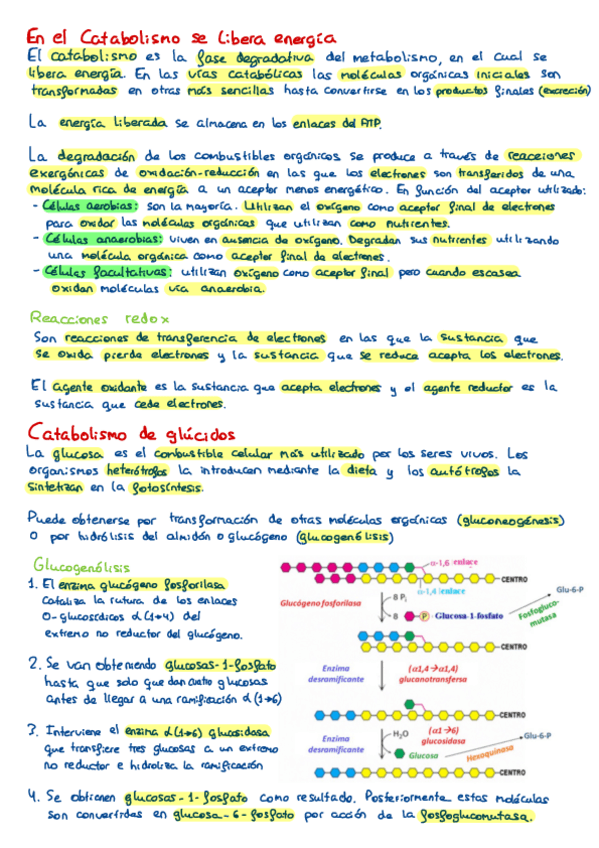 Miniatura del documento Tema-10-El-Catabolismo.pdf