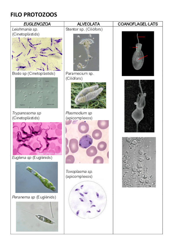 Miniatura del documento vizum-zoo-san.pdf