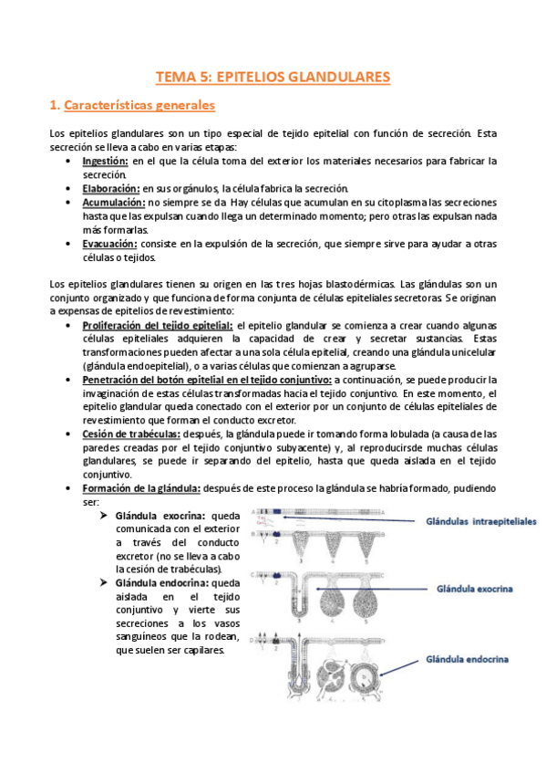 Miniatura del documento TEMA-5-Histologia.pdf