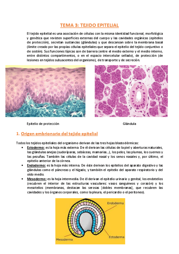 Miniatura del documento TEMA-3-Histologia.pdf