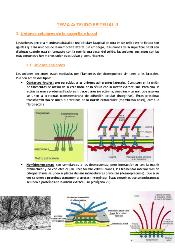 Miniatura del documento TEMA-4-Histologia.pdf